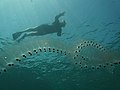 Salps arranged in chains form huge swarms.[162]