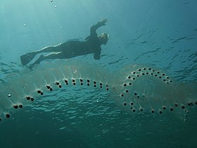 Uma cadeia de salpas próximo da superfície do Mar Vermelho.