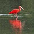 Image 28Scarlet Ibis is one of the national birds of T&T (from Biota of Trinidad and Tobago)