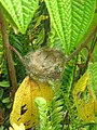 Nest of slaty flowerpiercer in Chiriqui Mountains, Panama