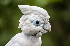 Description de l'image Solomons cockatoo1.jpg.