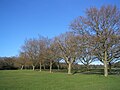 Image 78Trees on Southampton Common in winter (from Portal:Hampshire/Selected pictures)