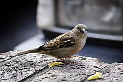 Sparrow on ledge
