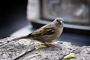 House Sparrow