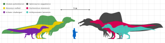 Silhouettes de six dinosaures spinosauridés comparées à celle d'un humain, Ichthyovenator étant le deuxième à partir de la droite.