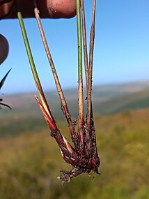 Flowering stem (culm) bases