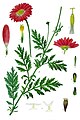 Tanacetum coccineum (Willd.) Grierson [syn.: Chrysanthemum Marschallii Aschers]