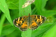 Adult, dorsal view.