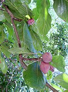 Fruits