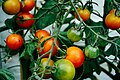 Tomato vine (solanum lycopersicum)