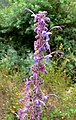 Trichostema lanatum