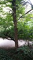 Trunk of reverted 'Dicksonii', Peasholm Park, Scarborough