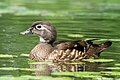 Image 43Female wood duck