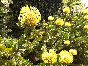 yellow ball flowers