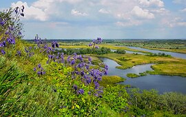 Шавлія поникла на берегах Ворскли