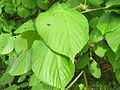 Tilia platyphyllos