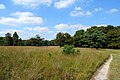 Paysage prairial et de lisière