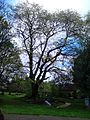 Broad-, smooth-leaved elm cultivar, North Merchiston Cemetery, Edinburgh