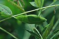 Pupa in the upper edge of Cassia leaf