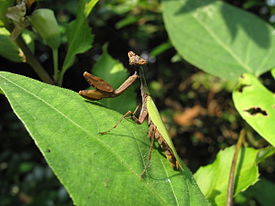 Acromantis japonica