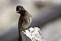 African red-eyed bulbul in Okaukuejo, Etosha National Park, Namibia