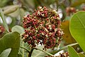 Anacardium occidentale