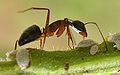 Camponotus compressus -lajin muurahainen vahtimassa kirvoja.