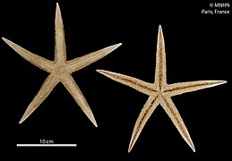 Archaster angulatus.