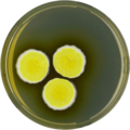 Aspergillus neoniveus growing on YES plate