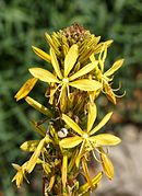 Asphodeline lutea