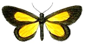 Atyria lemonia; ilustração retirada dos Proceedings of the Zoological Society of London, 1890.