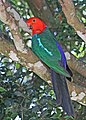 Male showing extensive blue rump