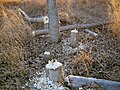 Beaver activity in Boyer Chute NWR