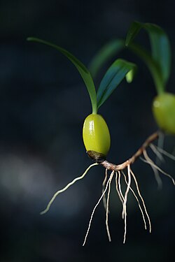 Image illustrative de l’article Forêt de Mare Longue