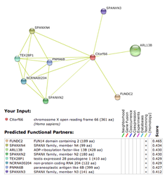 Figure III. STRING Predicted Protein Interactions for Human CXorf66