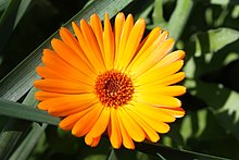 A photo of Calendula officinalis (marigold)