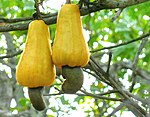 腰果梨 Cashew apple