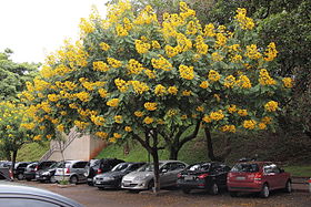 Cassia spectabilis