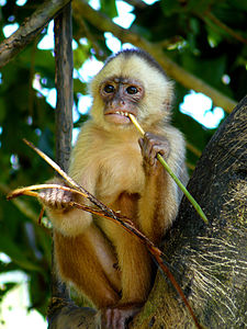 White-fronted capuchin, by Whaldener Endo (edited by David Iliff)