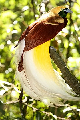 Ave-do-paraíso-pequena (Paradisaea minor)