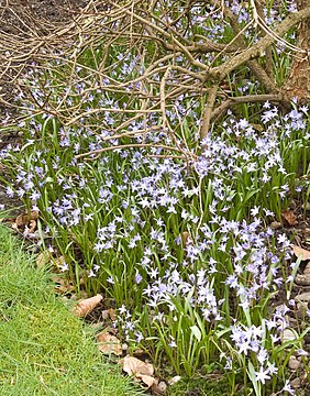 Self-sown carpet under a deciduous shrub, flowering in early April in the West Midlands, England