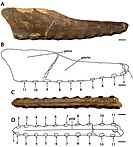 Holotype snout tip of C. cuvieri