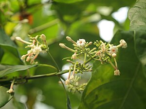 Cinchona pubescens