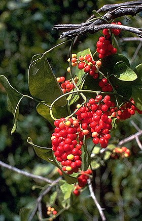 Cocculus carolinus