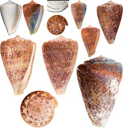 Description de l'image Conus kaesleri.jpg.