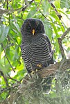 Black-banded owl