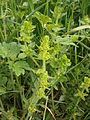 Cruciata laevipes