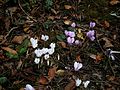 Cyclamen hederifolium & 'Album'