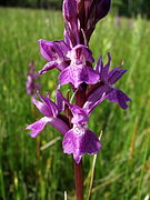 Dactylorhiza elata