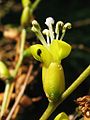 Détail de l'inflorescence.